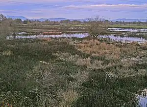 Looking north-east across the Laguna de Santa Rosa