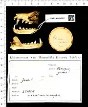 A bat skull with the jaw detached and sharp, large teeth
